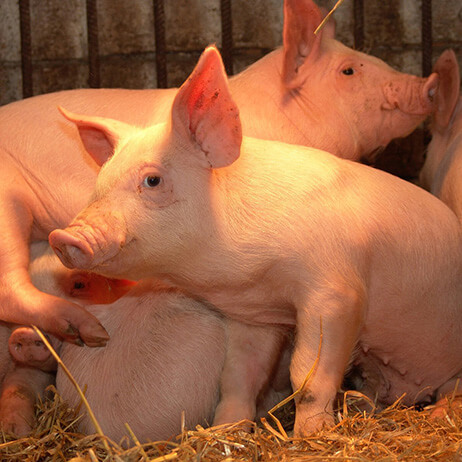 línea de sacrificio de cerdos, equipo de matadero de cerdos, equipo de sacrificio de cerdos