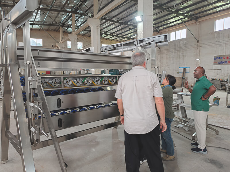 Desplumadora de pollos, máquina de sacrificio de aves de corral, control de calidad, cliente africano 1